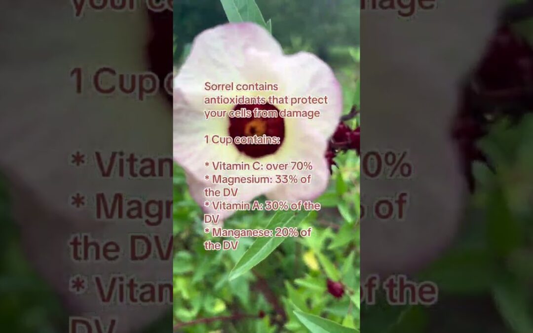 Benefits of Sorrel/Hibiscus #sorreldrink #sorrelleaves #hibiscus #antioxidants #vitaminc